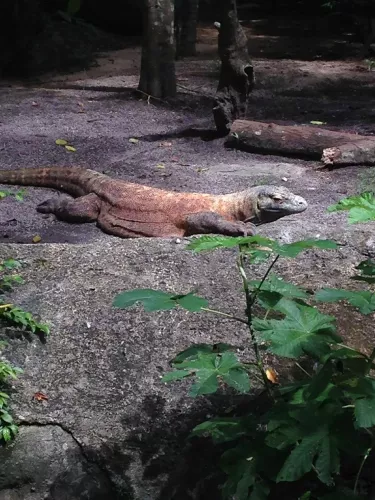 singapore-zoo (1).jpg