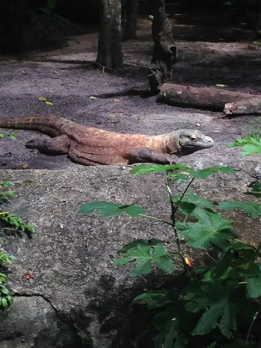 singapore-zoo (1).jpg