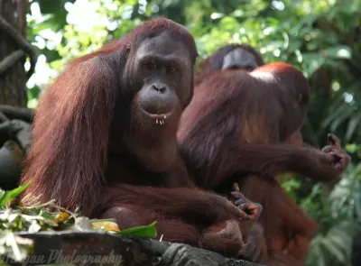 singapore-zoo (3).jpg