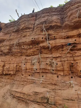 bird-paradise (3).jpg