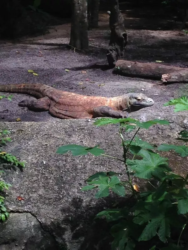 singapore-zoo (1).jpg