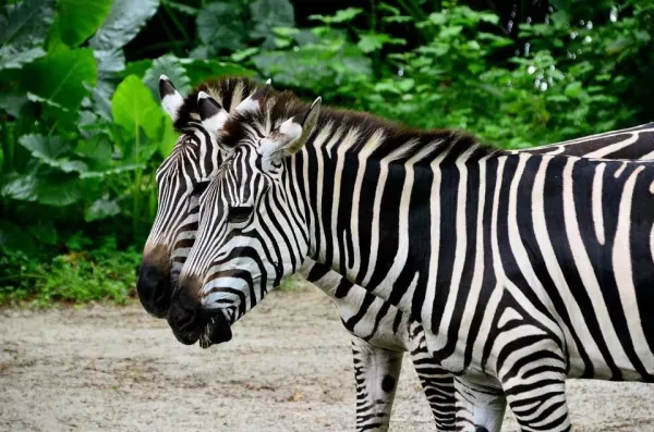 zebra.jpg