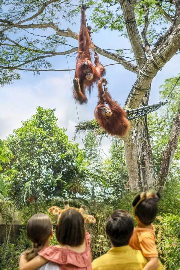 orangutan-island.jpg