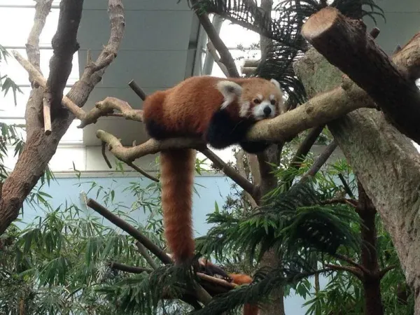 singapore-zoo (6).jpg