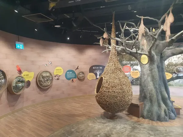 bird-paradise (4).jpg